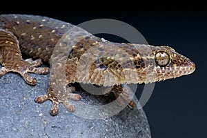 Fish-scaled gecko / Geckolepis maculata photo