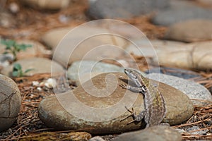 Lizards hiding on the ruins of Aci Castello castle