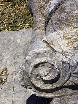Lizards hiding on the ruins of Ancient Messini, Greece