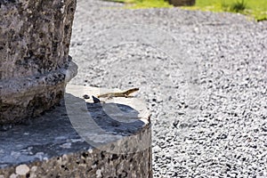Lizards hiding on the ruins of Ancient Messini, Greece