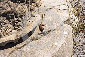 Lizards hiding on the ruins of Ancient Messini, Greece