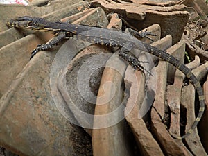 monitor lizard, baby monitor lizard reptile, baby dragon photo