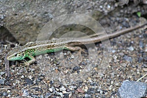 Lizards lat. Lacertilia, formerly Sauria - a suborder of reptiles from the order of scaly