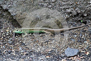 Lizards lat. Lacertilia, formerly Sauria - a suborder of reptiles from the order of scaly