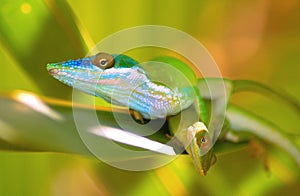 Lizards on leaf photo