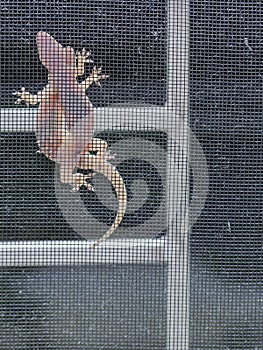 Lizards Mating on a Window