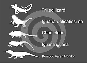 Lizards reptile set symbols. Frilled lizard symbol. Pet iguana silhouette.