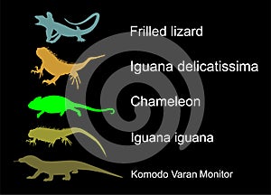 Lizards reptile set symbols. Frilled lizard symbol. Pet iguana silhouette. Chameleon shape shadow. Komodo dragon vector silhouette