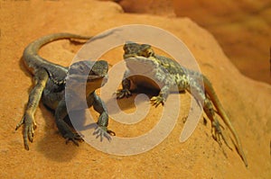 Lizards on a Rock