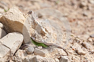 Lizards in the rocks