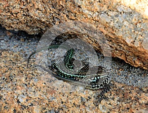 Lizards in Sardinia photo