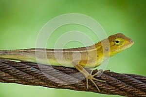 Lizards in sling photo