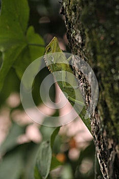 Lizards of Southeast Asian