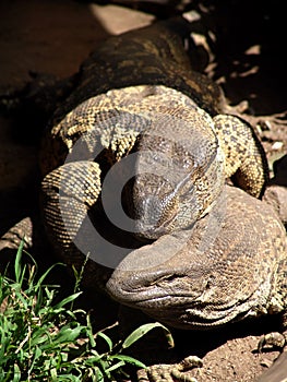 Lizards sunning on rock photo