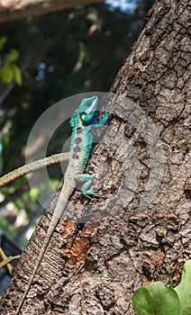 Lizards in thailand photo