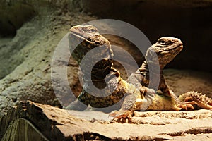 Lizards: Two central bearded dragons photo