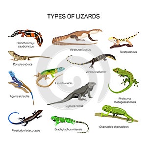 Lizards vector set in flat style design. Different kind of lizard reptile species icons collection.