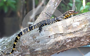 Lizards are a widespread group of squamate reptiles photo