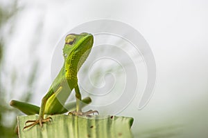 Verde lagarto 