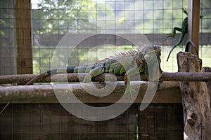 Lizards in a protected enviroment