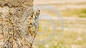 Lizeard in Dana National Reserve in Jordan