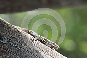 Lizzard photo