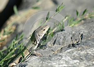 Lizzard