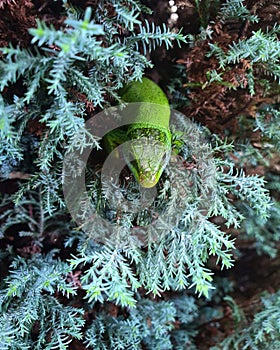 lizzard  beast  myworld