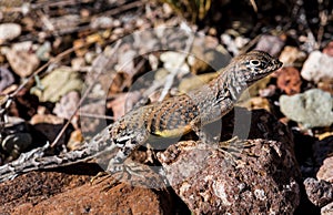 Lizzard in the Big Bend National Park