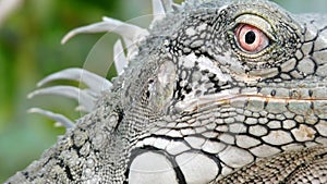 Lizzard close up face tropical