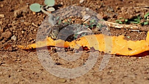 Lizzard eating outisde