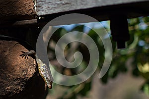 Lizzard Enjoying a Sunbath near Victoria Falls, Zambian Side