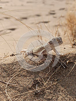 Lizzard on the sand hill