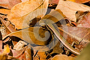 Lizzard on the leaf