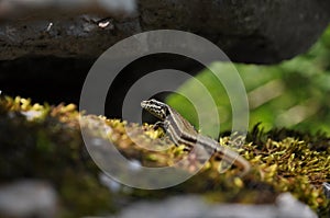 Lizzard on moss