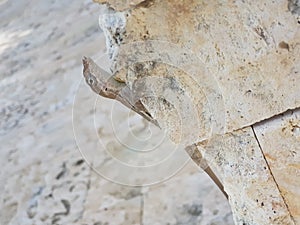 Lizzard on a rock