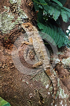 Lizzard sitting on tree at wild forest