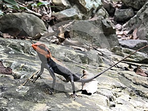 Lizzard spoted in Nagalapuram