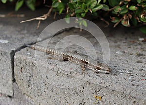 A lizzard on a stone