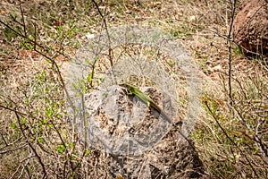 Lizzard on stone at sun