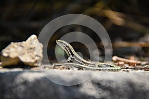 Lizzard in the sun