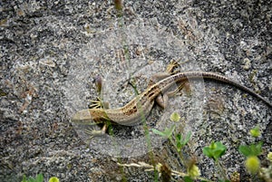 Lizzard in the sun