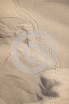 Tracks through the sand
