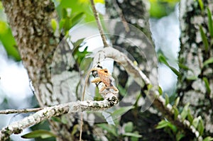 Lizzard on the tree