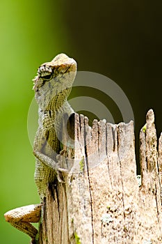 Lizzard on the tree