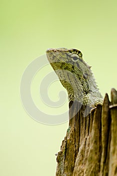 Lizzard on the tree