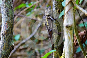 Lizzard on a tree
