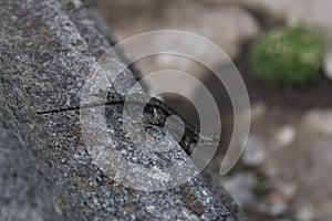 A lizzard on the wall