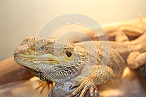 Lizzy the dragon photo