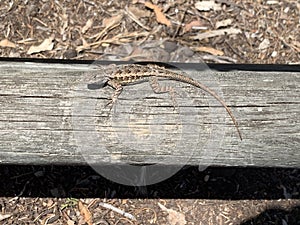 Lizzy the Lizard resting on a fence